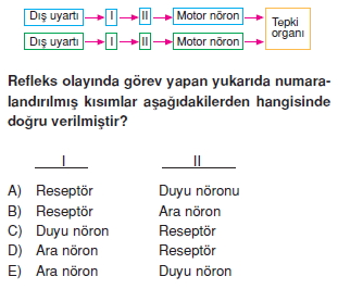 Sinirsistemikonutesti1003