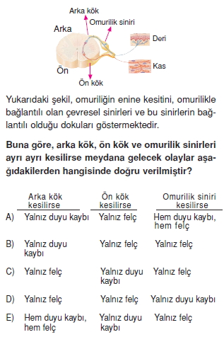 Sinirsistemikonutesti2001