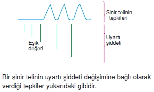 Sinirsistemikonutesti2002