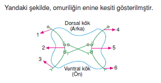 Sinirsistemikonutesti4003