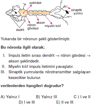 Sinirsistemikonutesti4007