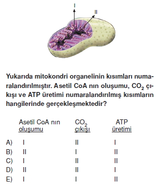 Solunumkonutesti1005