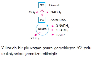 Solunumkonutesti2003