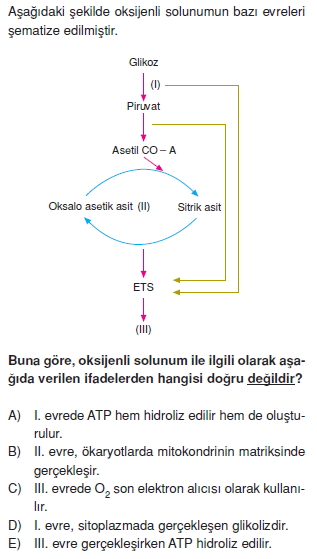 Solunumkonutesti3004