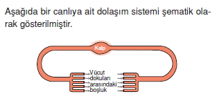 Tasimasistemivebagısiklikcözümlütest1002