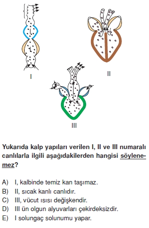 Tasimasistemivebagısiklikkonutesti4001