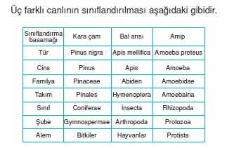 canlilarinsiniflandirilmasicözümlütest1002