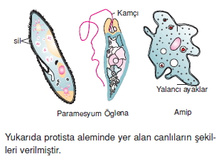 canlilarinsiniflandirilmasikonutesti2004