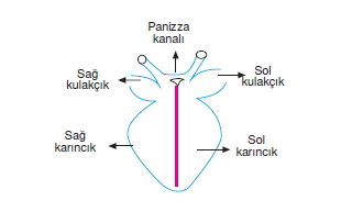 canlilarinsiniflandirilmasikonutesti6002