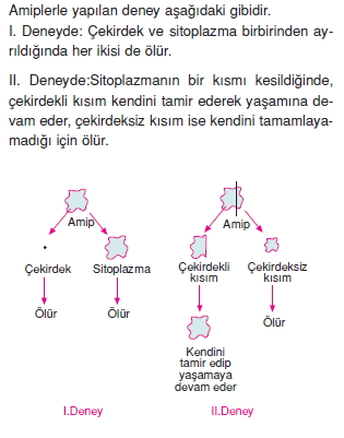 canlilarinsiniflandirilmasikonutesti7004