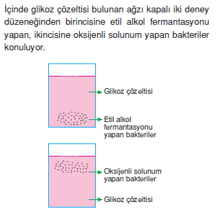 solunumcözümlütest1 (10)