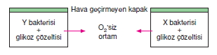 solunumcözümlütest1 (6)