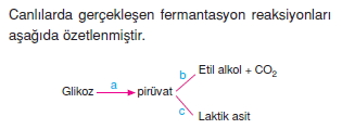 solunumcözümlütest2 (6)