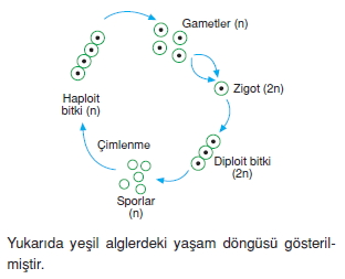 Üremevegelismecözümlütest1001