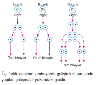 Üremevegelismecözümlütest2002