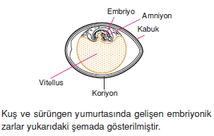 Üremevegelismecözümlütest2003