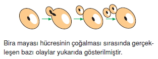 Üremevegelismecözümlütest2004