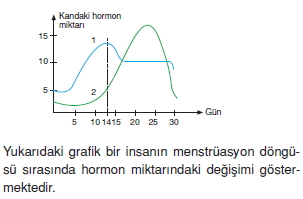 Üremevegelismekonutesti1002