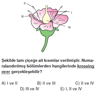 Üremevegelismekonutesti1003