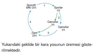 Üremevegelismekonutesti1005