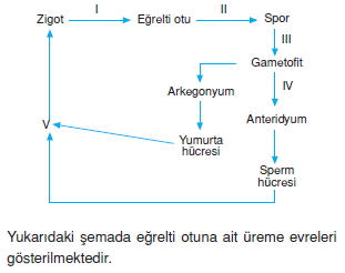 Üremevegelismekonutesti2001