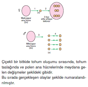 Üremevegelismekonutesti2005