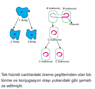 Üremevegelismekonutesti3003