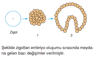 Üremevegelismekonutesti3004