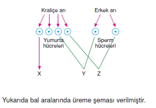 Üremevegelismekonutesti3005