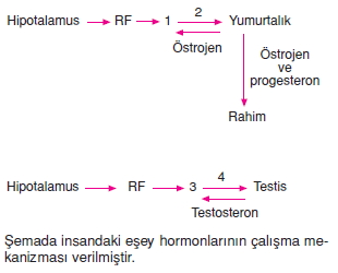 Üremevegelismekonutesti4004