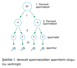 Üremevegelismekonutesti4005