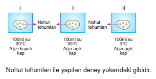 Üremevegelismekonutesti5001