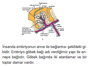 Üremevegelismekonutesti5002