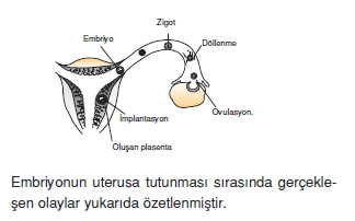 Üremevegelismekonutesti5003