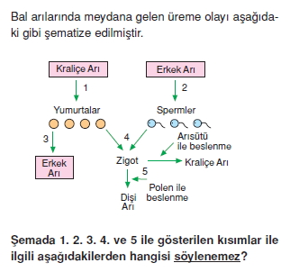 Üremevegelismekonutesti5004