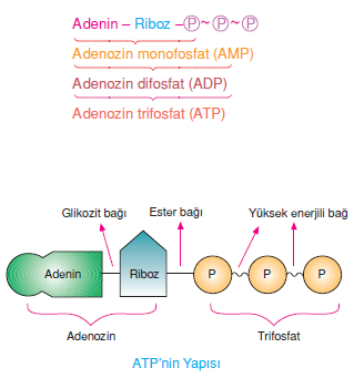 ATP_