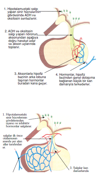 Arka_lop_hormonlari