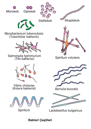 Bakteri_Cesitleri