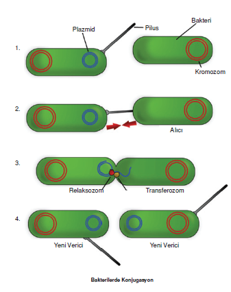 Bakterilerde_Konjugasyon