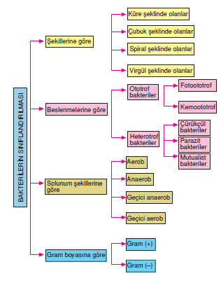 _Bakterilerin_Siniflandirilmasi