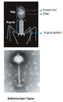 Bakteriyofajin_Yapisi