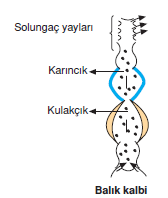 Balik_kalbi