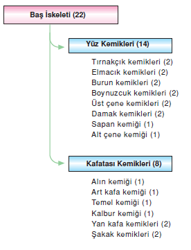 Bas_İskeleti