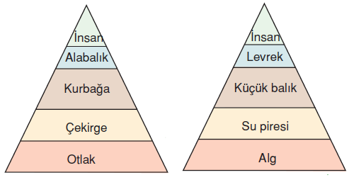 _Besin_Piramidinin_ozellikleri