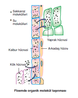 Besinlerin_Tasinmasi