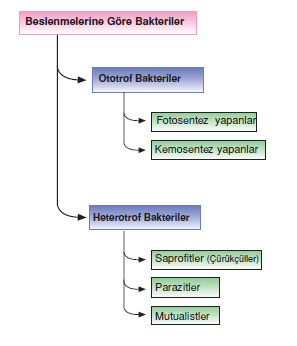 Beslenme_sekillerine_Gore_Bakteriler