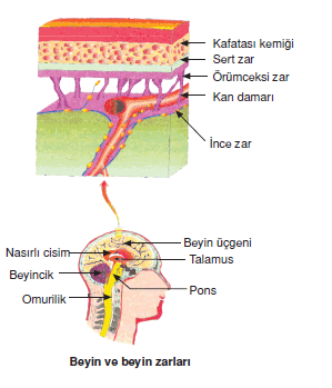 Beyin_ve_beyin_zarlari