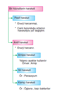 Bir_hücrelilerin_hareketi