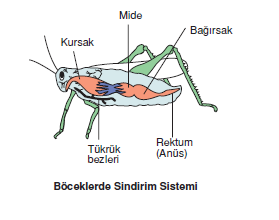 Boceklerde_Sindirim_Sistemi