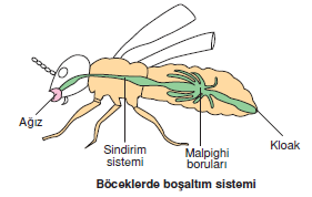 Boceklerde_bosaltim_sistemi